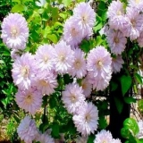 Clematis belle of woking: recenzije, sadnja, fotografije